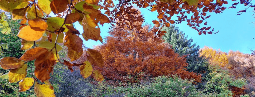 foliage del Bosco del Sorriso