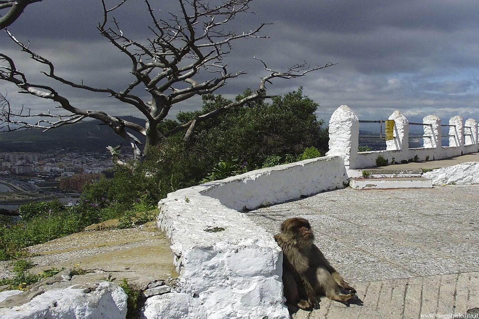 Una scimmia di Gibilterra che prende il sole