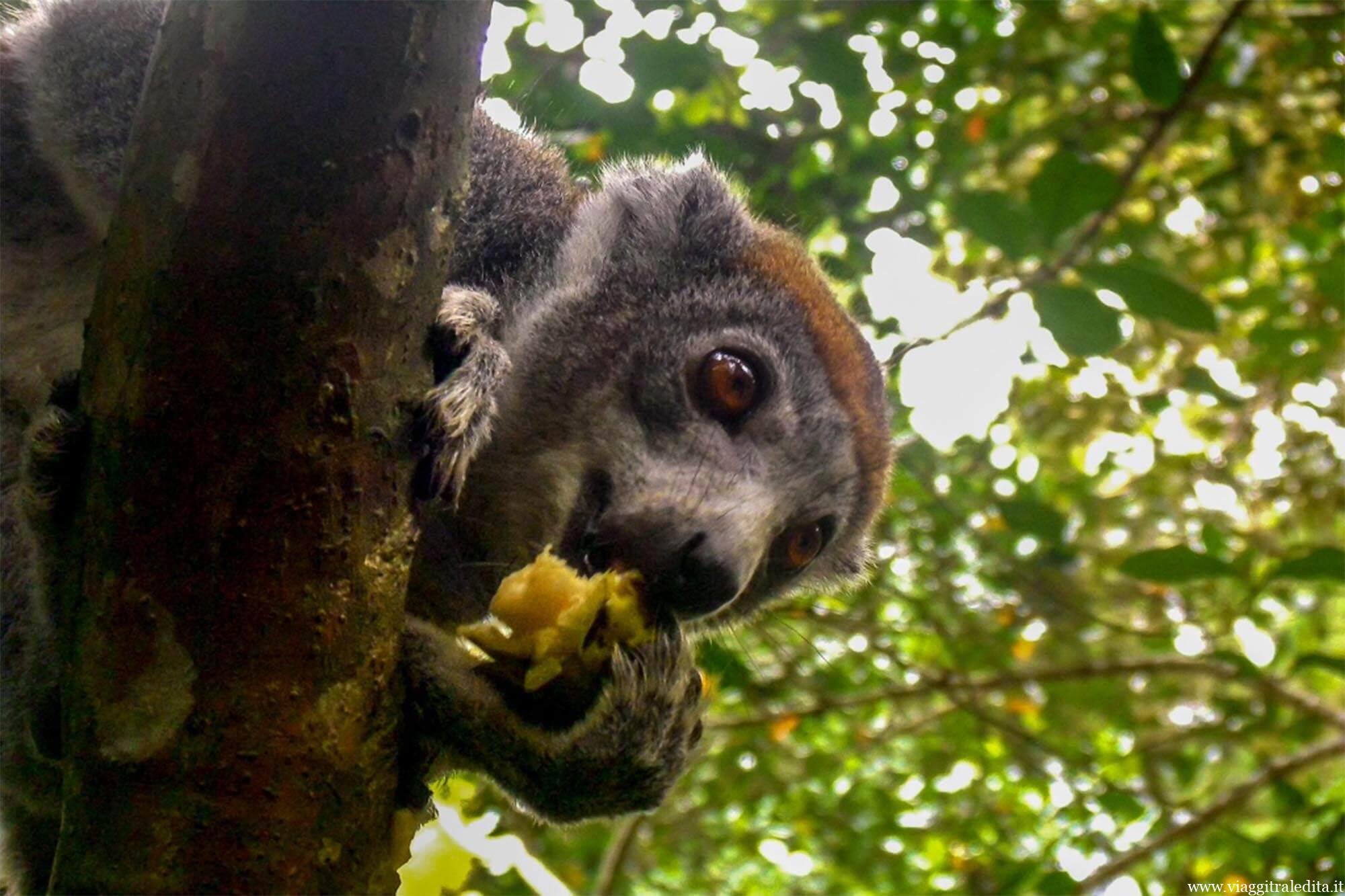Un lemure curioso