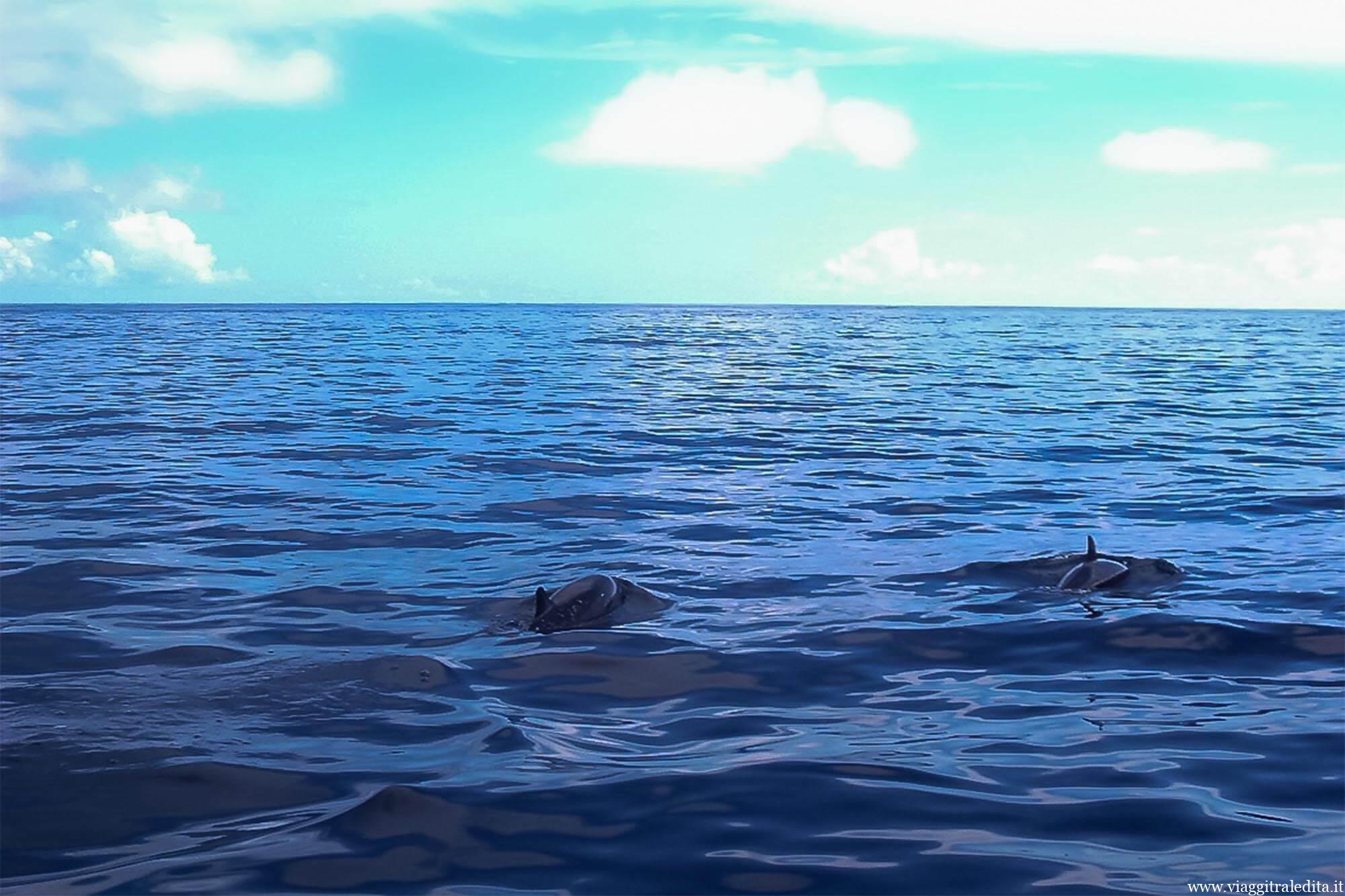 Branco di delfini che nuotano