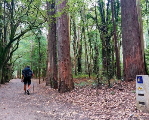 camino santiago