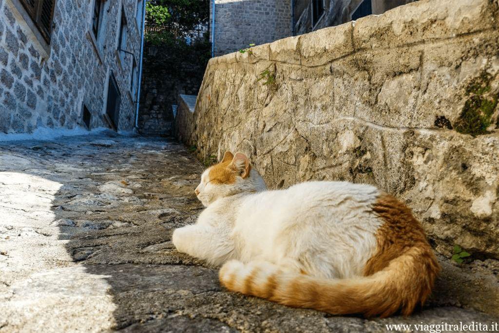 Gatti di Kotor