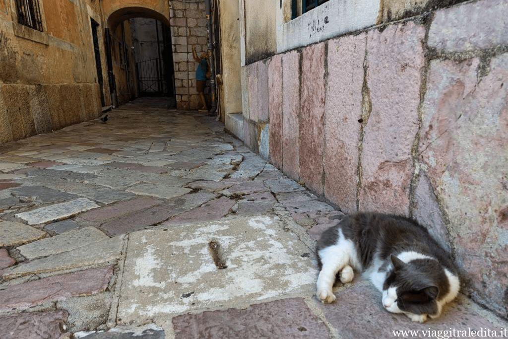 Gatti di Kotor