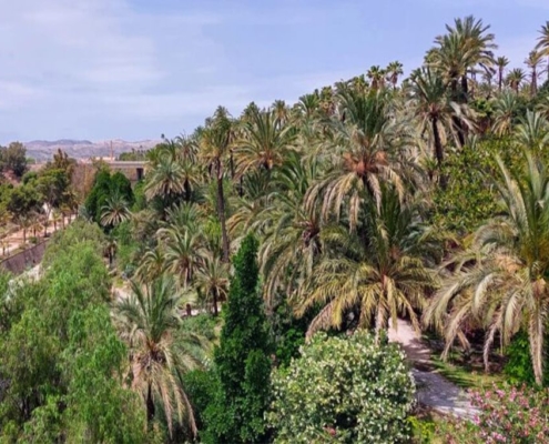 Elche, la città delle palme
