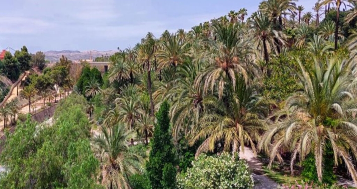 Elche, la città delle palme