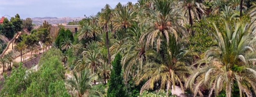 Elche, la città delle palme