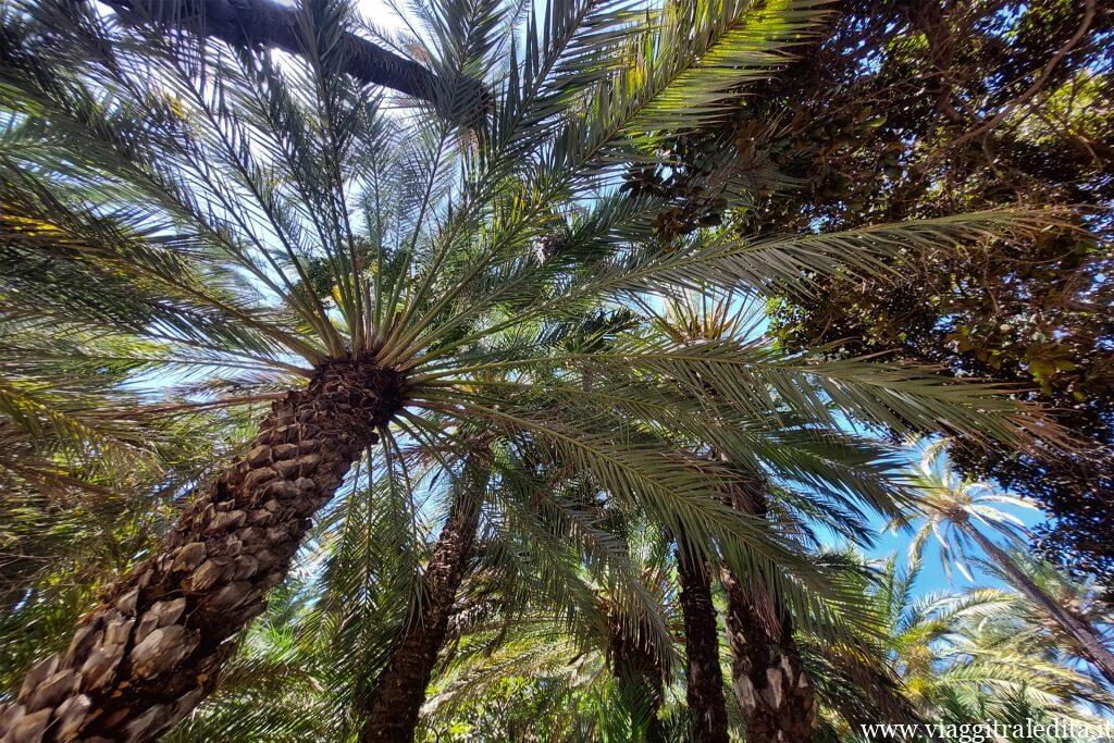 Palmeral de Elche Palmeral de Elche
